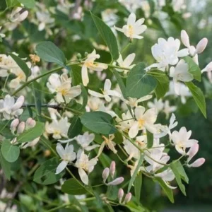10 Fragrant Honeysuckle Bush Bare Root Cuttings – Winter Honeysuckle – 1-2 ft Tall – Outdoor Shrub - Image 2