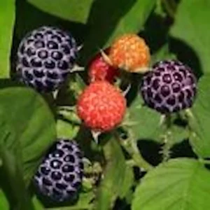 10 Glencoe Thornless Raspberry Plants - Purple Fruit Bush Perennial - Image 3