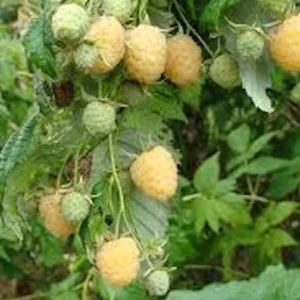 10 Golden Anne Raspberry Starter Plugs - Everbearing Yellow Fruit Plant for Zones 4-8 - Image 4