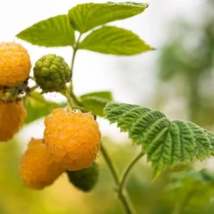 10 Golden Anne Raspberry Starter Plugs - Everbearing Yellow Fruit Plant for Zones 4-8 - Image 6