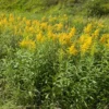 10 Goldenrod Bare Root Plants - Perennial Wildflower, Monarch Butterfly Attractor - Image 1