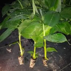 10 Goldfinger Banana Starter Plug FHIA-01 Live Plant Tropical Fruit - Image 4