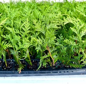 10 Green Giant Arborvitae Live Plants – 6-12