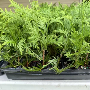 10 Green Giant Arborvitae Live Plants – 6-12