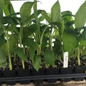10 Gros Michel Banana Starter Plugs - Heirloom Musa acuminata 'Big Mike' Live Plant - Image 4