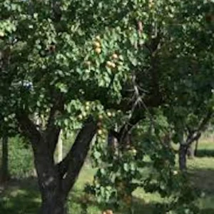 10 Hardy Apricot Tree Prunus armeniaca Live Fruit Starter Plant - Image 4