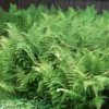 10 Hay Scented Fern Bare Roots - Dennstaedtia punctilobula Perennial Plant - Image 1