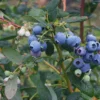 10 Heintooga Blueberry Starter Plugs - Highbush Vaccinium formosum x Live Plants, USDA Zones 4-10 - Image 1