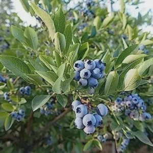 10 Heintooga Blueberry Starter Plugs - Highbush Vaccinium formosum x Live Plants, USDA Zones 4-10 - Image 4