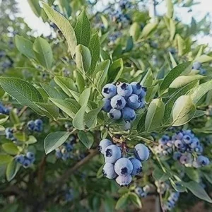 10 Heintooga Blueberry Starter Plugs - Highbush Vaccinium formosum x Live Plants, USDA Zones 4-10 - Image 8