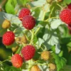10 Heritage Red Raspberry Starter Plug - Rubus idaeus - Bare Root Plant - Image 1