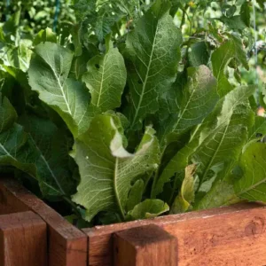 10 Horseradish Bare Roots - Armoracia rusticana Perennial Plant for Home Garden - Image 6