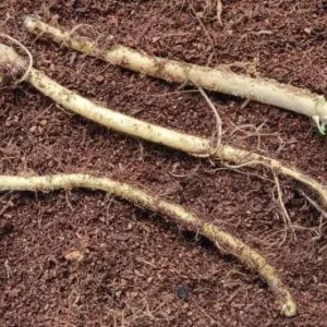 10 Horseradish Bare Roots - Armoracia rusticana Perennial Plant for Home Garden - Image 8
