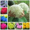 10 Hydrangea Seeds Perennial Flower Bush - Outdoor Garden Plant - Image 1
