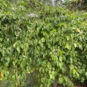 10 Issai Hardy Kiwi Plant Starters - Self-Pollinating Fruit Vine, Bare Root - Image 2