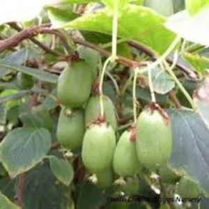 10 Issai Hardy Kiwi Plant Starters - Self-Pollinating Fruit Vine, Bare Root - Image 3