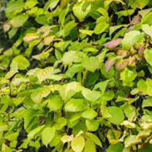 10 Issai Hardy Kiwi Plant Starters - Self-Pollinating Fruit Vine, Bare Root - Image 1