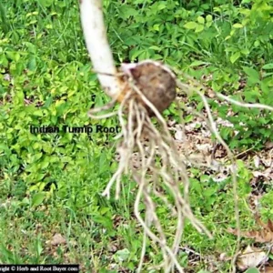 10 Jack-in-the-Pulpit Bare Root Plants – Arisaema Triphyllum Native Wildflower - Image 4