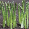 10 Jersey Supreme Asparagus Bare Roots - High-Yielding All-Male Spears - Image 1
