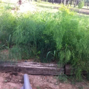 10 Jersey Supreme Asparagus Bare Roots - High-Yielding All-Male Spears - Image 6