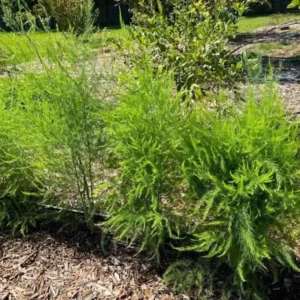 10 Jersey Supreme Asparagus Bare Roots - High-Yielding All-Male Spears - Image 7