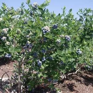 10 Jewel Blueberry Starter Plug - Vaccinium corymbosum Live Plant - Image 4