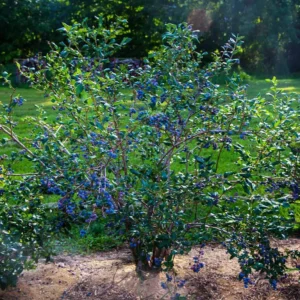 10 Jewel Blueberry Starter Plug - Vaccinium corymbosum Live Plant - Image 7