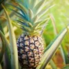 10 Kona Sugarloaf Pineapple Starter Plants - Ananas comosus Live Fruit Plants - Image 1