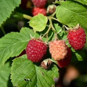 10 Latham Red Raspberry Starter Plugs - Rubus idaeus - Cold Hardy Berry Plants - Image 5