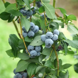 10 Legacy Blueberry Starter Plug - Vaccinium corymbosum Live Plant - Northern Highbush - Image 5