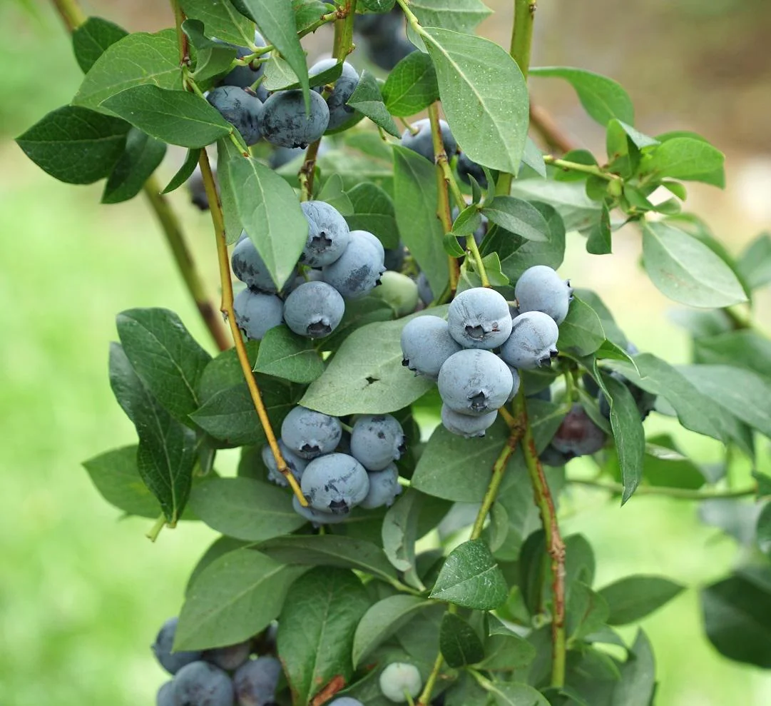 10 Legacy Blueberry Starter Plug - Vaccinium corymbosum Live Plant - Northern Highbush - Image 5