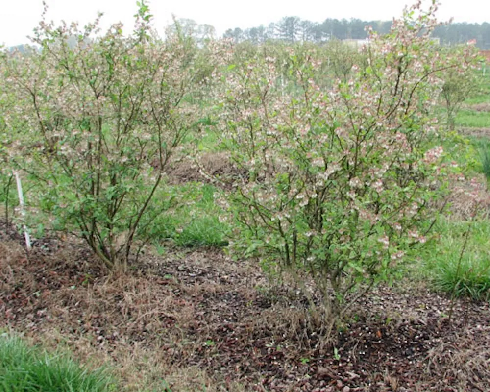 10 Legacy Blueberry Starter Plug - Vaccinium corymbosum Live Plant - Northern Highbush - Image 7