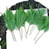 10 Leyland Cypress Tree Cuttings – Fast Growing Live Plant for Privacy Hedges - Image 1