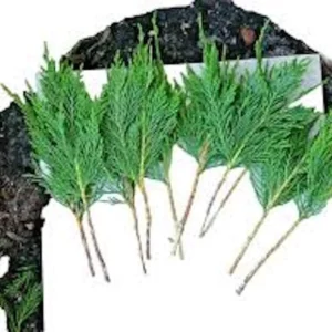 10 Leyland Cypress Tree Cuttings – Fast Growing Live Plant for Privacy Hedges - Image 3