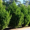 10 Leyland Cypress Tree Starter Plants - Evergreen Bare Root, 20-50ft - Image 1