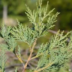 10 Leyland Cypress Tree Starter Plants - Evergreen Bare Root, 20-50ft - Image 3