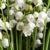 10 Lily of the Valley Bare Root Plants - Convallaria Majalis - Fragrant Ground Cover - Image 1