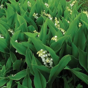 10 Lily of the Valley Bare Root Plants - Fragrant Ground Cover for Shade - Image 4