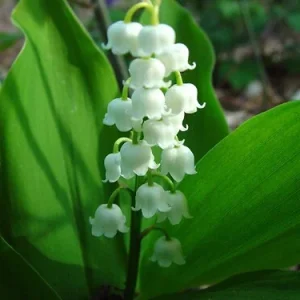 10 Lily of the Valley Bare Root Plants - Fragrant Ground Cover for Shade - Image 6