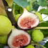 10 Magnolia Fig Starter Plugs - Ficus carica 'Magnolia' Live Plants - Image 1
