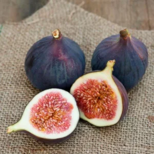 10 Magnolia Fig Starter Plugs - Ficus carica 'Magnolia' Live Plants - Image 2