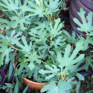 10 Magnolia Fig Starter Plugs - Ficus carica 'Magnolia' Live Plants - Image 3