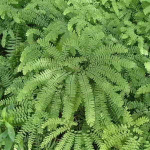 10 Maidenhair Fern Bare Roots - Adiantum pedatum Live Plants for Shade - Image 1