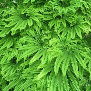 10 Maidenhair Fern Bare Roots - Adiantum pedatum Live Plants for Shade - Image 4