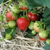 10 Mara Des Bois Strawberry Plants - Everbearing Bare Root - Image 1