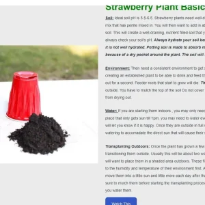 10 Mara Des Bois Strawberry Plants - Everbearing Bare Root - Image 5