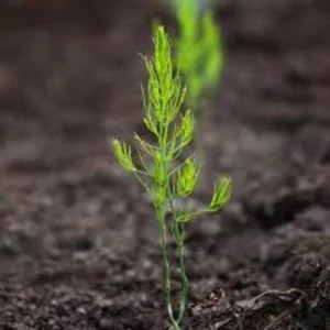 10 Mary Washington Asparagus Bare Roots - Heirloom Vegetable Plant for Garden - Image 3
