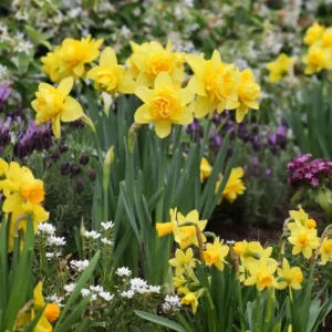 10 Mixed Double Trumpet Daffodil Bulbs - Pink, Yellow, Red, White Flowers for Garden - Image 3