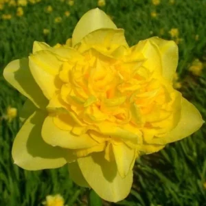 10 Mixed Double Trumpet Daffodil Bulbs - Pink, Yellow, Red, White Flowers for Garden - Image 5