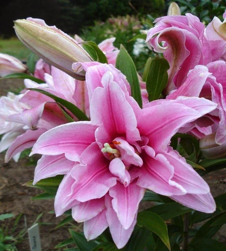 10 Mixed Lily Flower Bulbs - Oriental, Asiatic, Orienpet, Roselily, Tree Lilies - Image 11